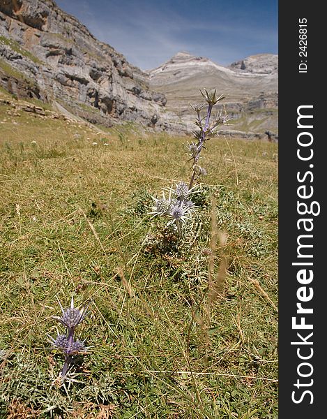 Edelweiss flower in mountain of Pyrenees, Valle de Ordesa