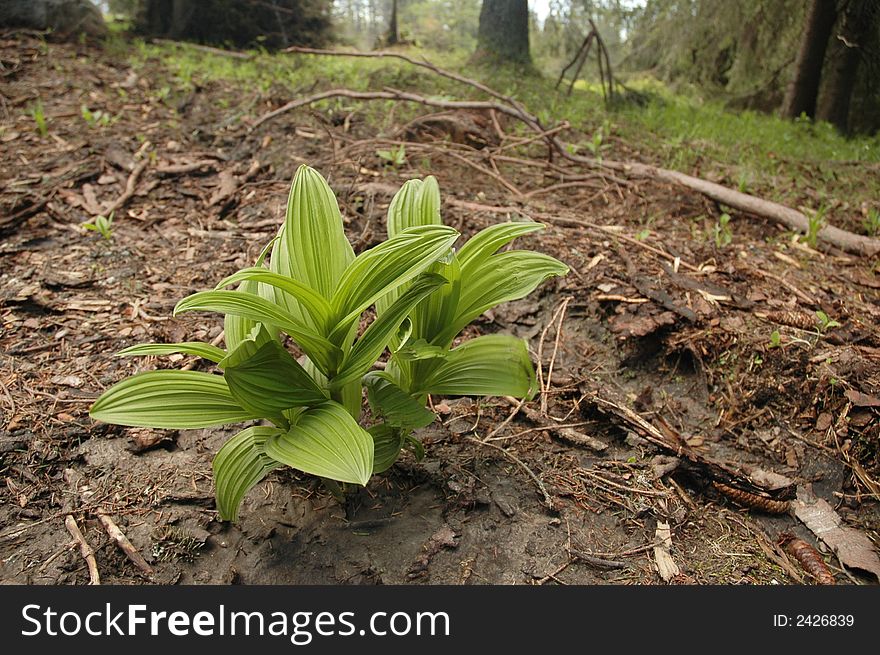 Green Plant In Forest