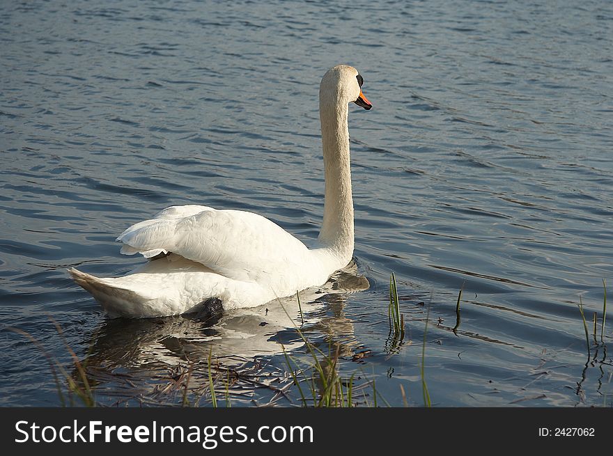 On coast of lake swan