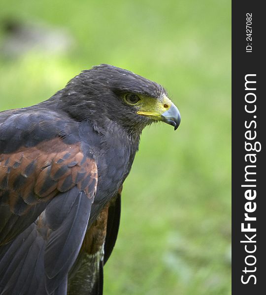 This beautiful Harris Hawk was photographed in the UK.