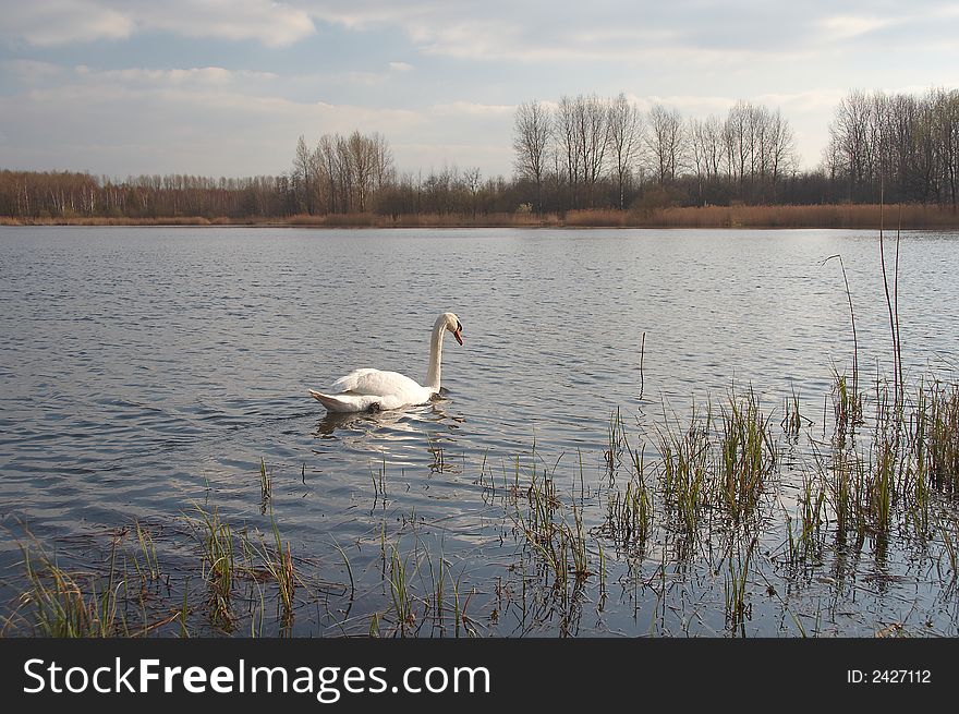 On coast of lake swan