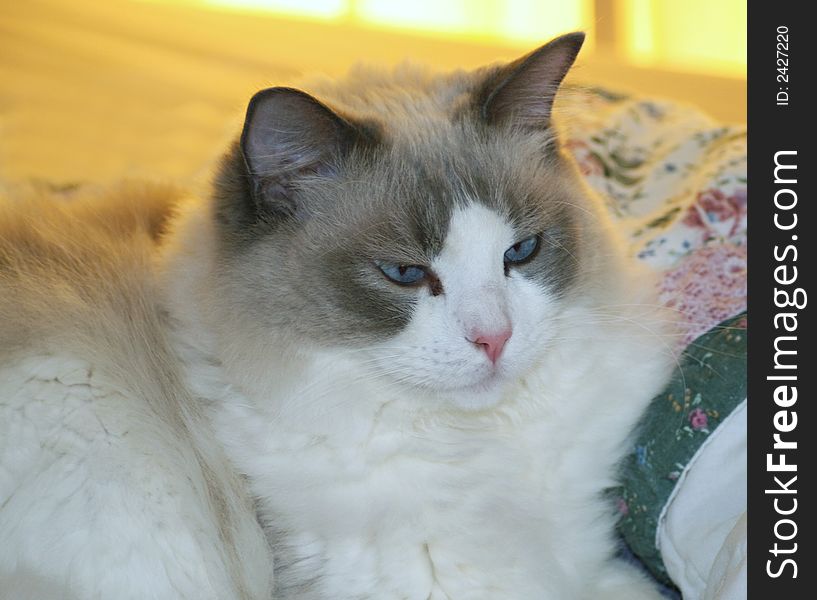 A large, fluffly Ragdoll cat. A large, fluffly Ragdoll cat