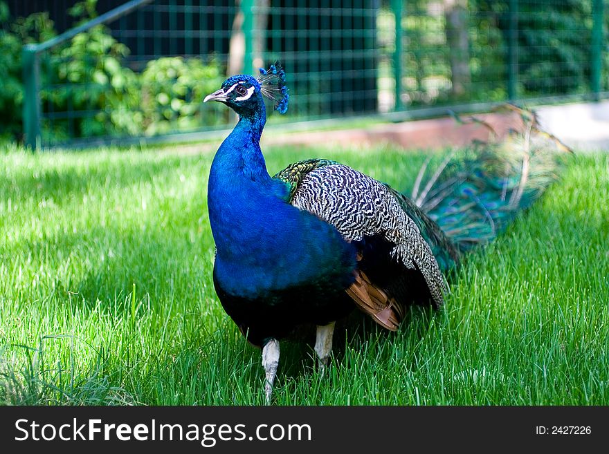 A peacock at the zoo