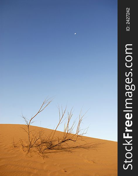 Dead branches in the sahara desert. Dead branches in the sahara desert