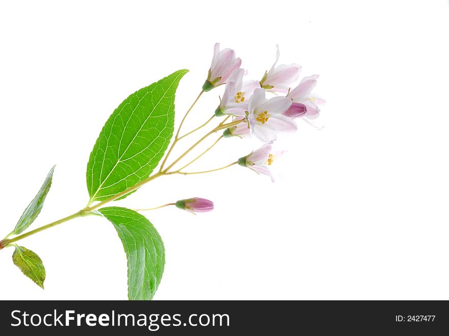 Small little pink flowers on white background