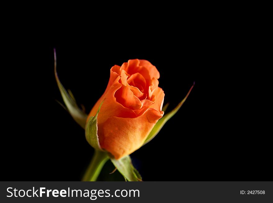 This pink rose was photographed in the studio against a black background to give it a moody apperance.