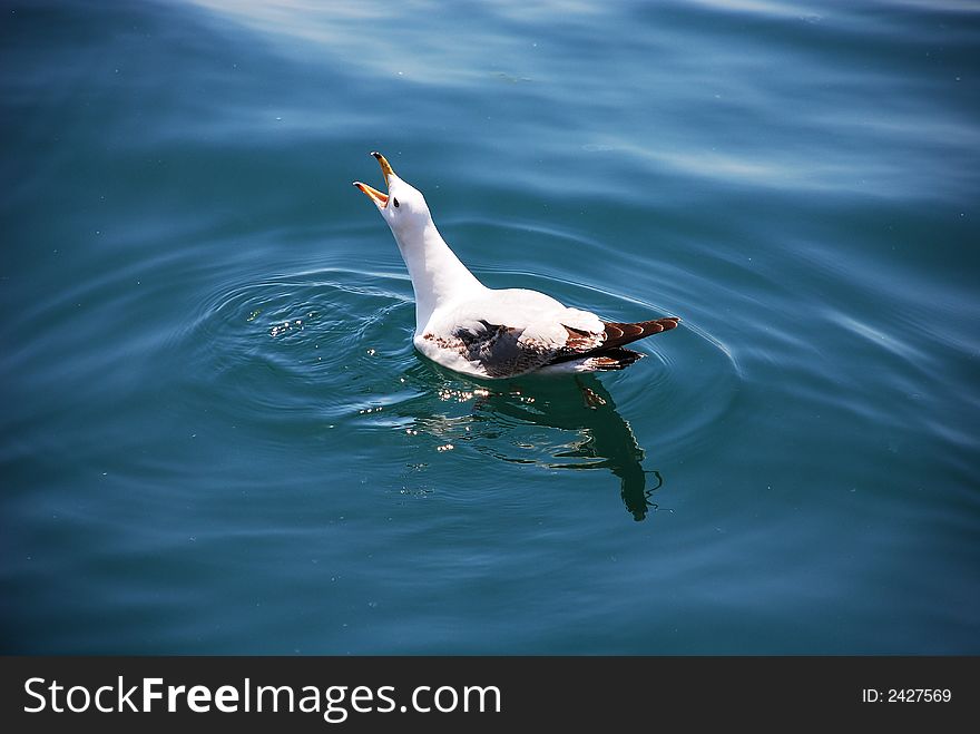 Photo of a screaming sea gull