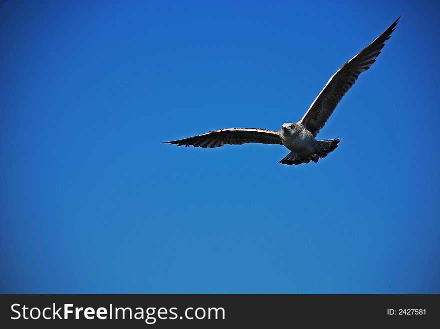 Photo of a flying sea gull