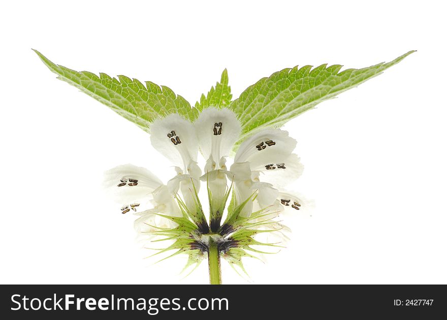 White flowers with leaves on white background