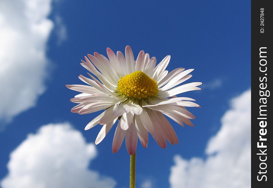 Daisy in air,
bellis perennis,
background cloudly sky