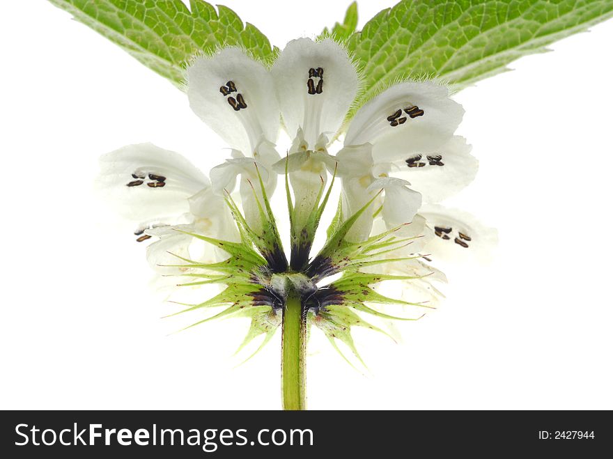 White flowers with black mark