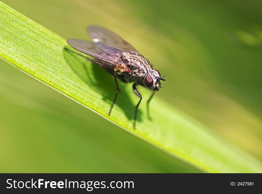 Fly on the Spring yellow flower