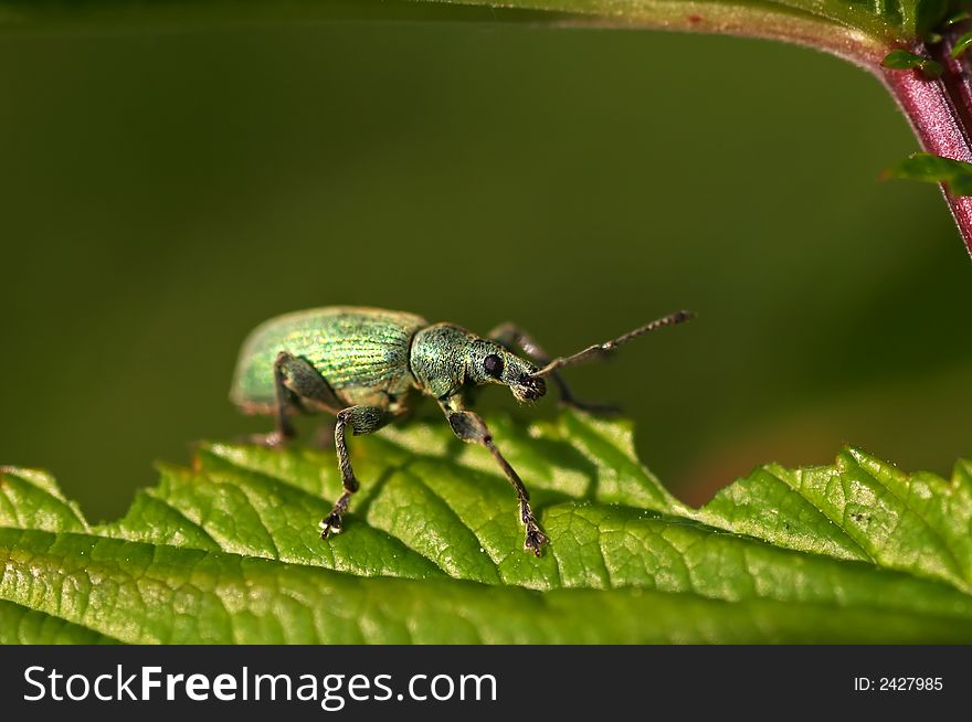 Green bug on a leaf