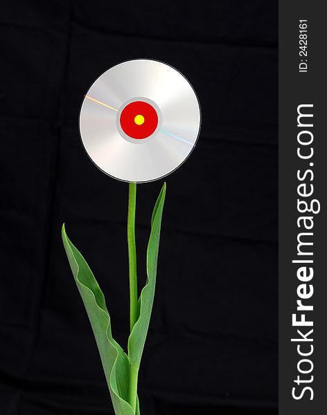 CD flower against black background