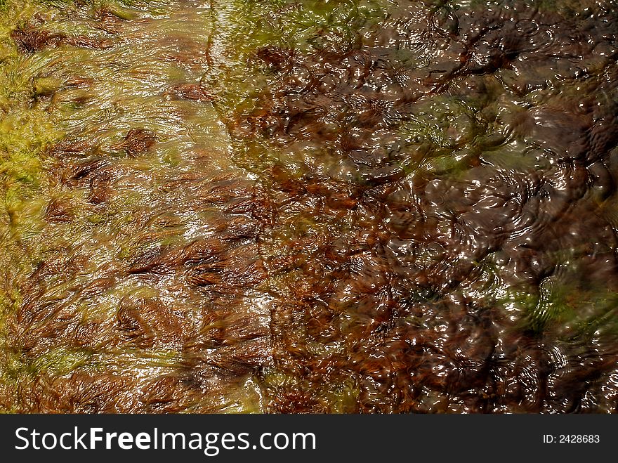 Photo of a mossy surface