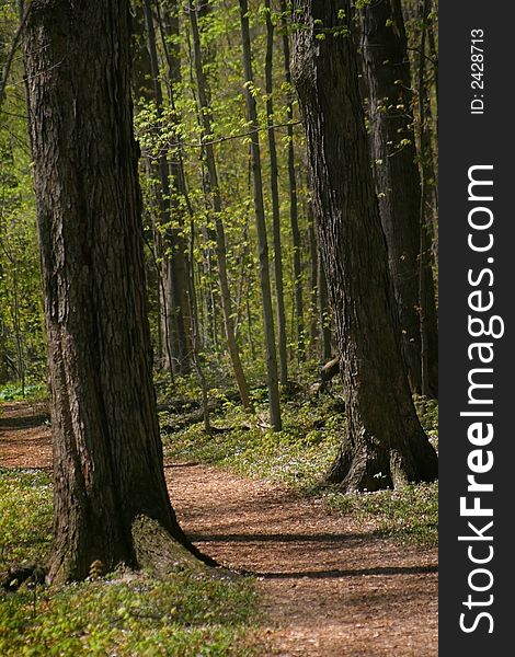 Walkway Through Forest