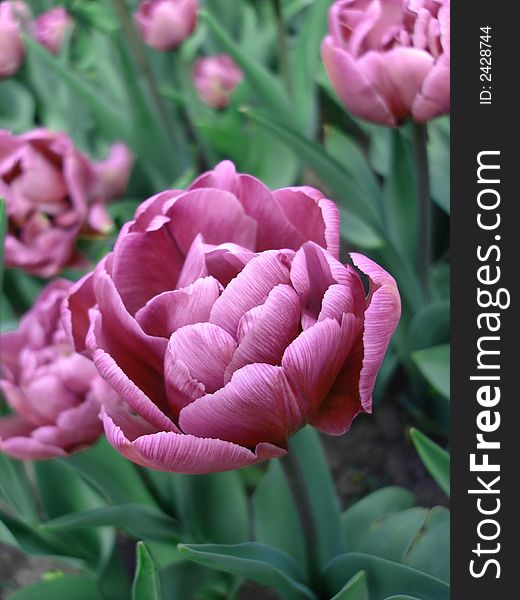 Close-up of pink tulip on field