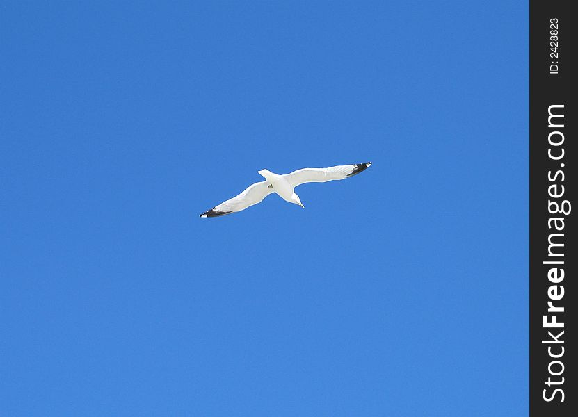 Sea gull flying in the wind. Sea gull flying in the wind