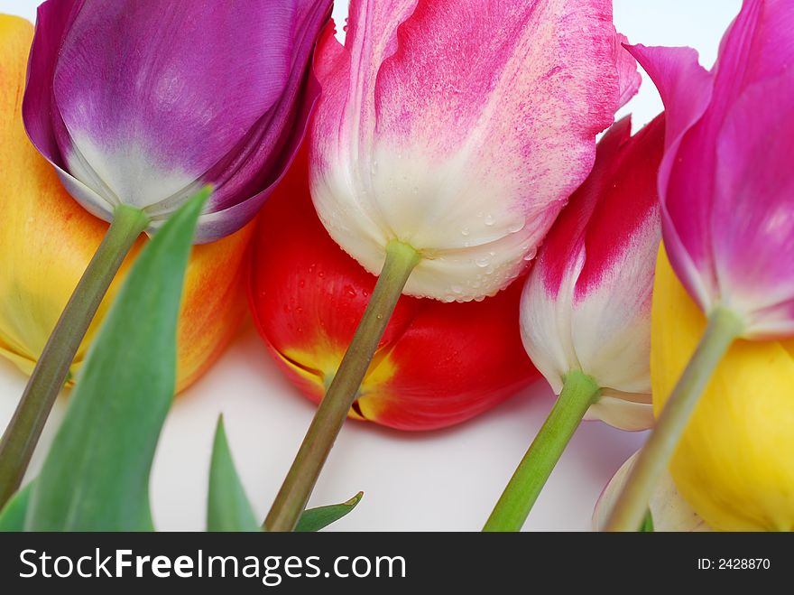 Tulips with different color on white background