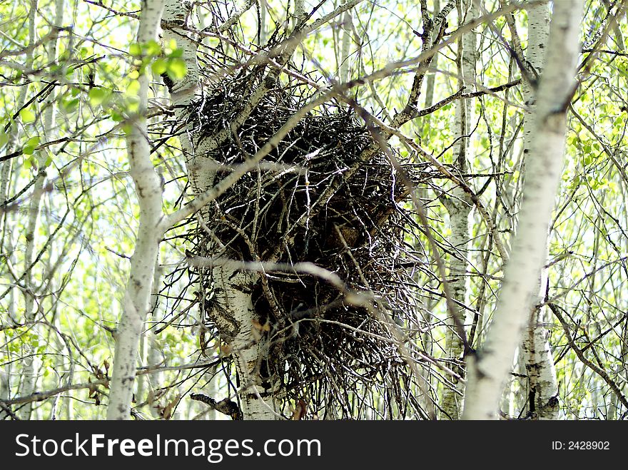 Crow's nest in the woods of scrub oak. Crow's nest in the woods of scrub oak