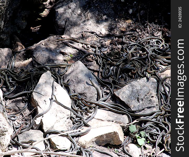 Garter Snake Den