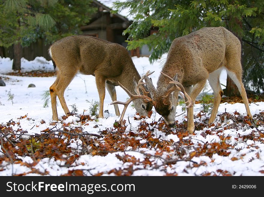 Two Young Mule Deer Bucks Forage For Food ~ Odocoileus hemionus