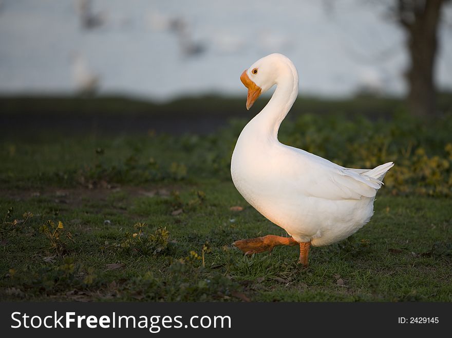 White goose walking with out of focus water in background. White goose walking with out of focus water in background