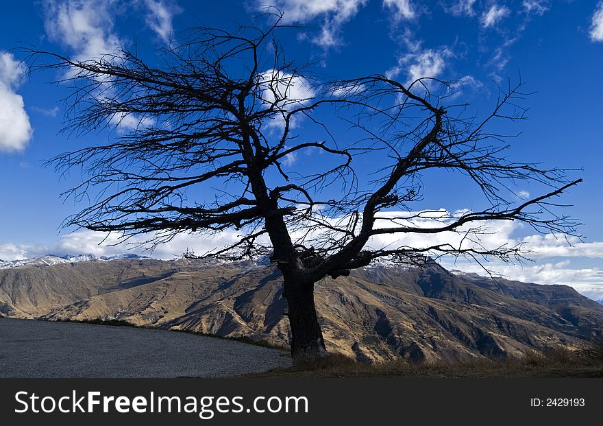 Silhouette of lone tree, with sky and  mountains in background. Silhouette of lone tree, with sky and  mountains in background