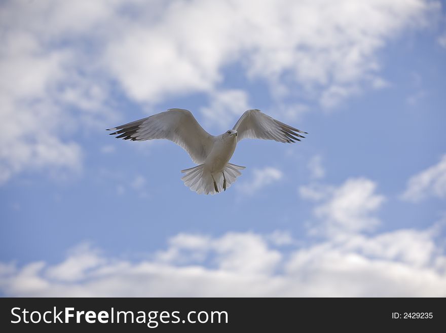 White bird, seagull, in flight in front of blue sky with white puffy clouds. White bird, seagull, in flight in front of blue sky with white puffy clouds.