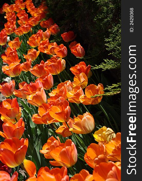 Angled rows of orange tulips in bright sunlight
