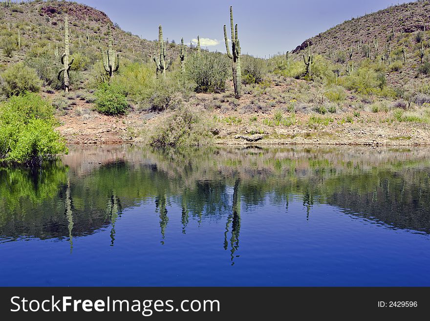 Saguaro cactus reflected in the water. Desert picture in AZ. Saguaro cactus reflected in the water. Desert picture in AZ.