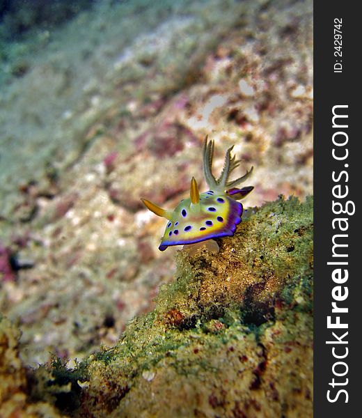 A beautiful nudibranch species. Its colorful body warns off predators as being poisonous. A beautiful nudibranch species. Its colorful body warns off predators as being poisonous.