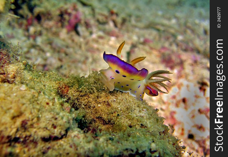 This Chromodoris kuniei has a unique way of moving & displaying its skirting. This Chromodoris kuniei has a unique way of moving & displaying its skirting