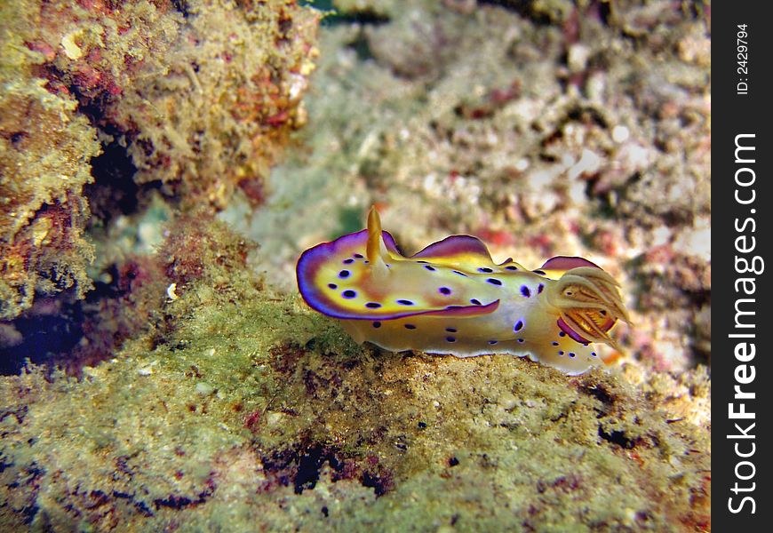 A colorful nudibranch species crawling on the sea bottom. A colorful nudibranch species crawling on the sea bottom