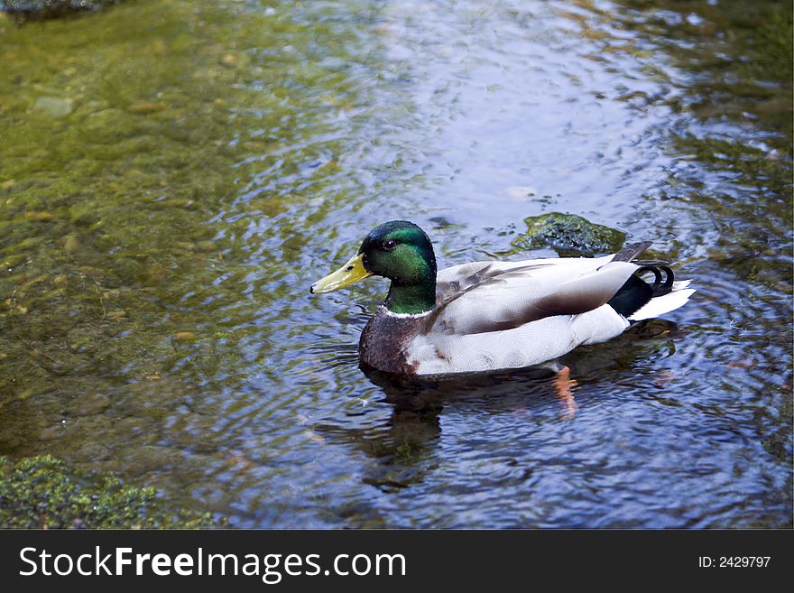 Duck swimming on a lake at Crystal Springs in Oregon.