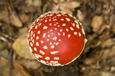 Red Hat Toadstool Royalty Free Stock Image Red Hat Toadstool Royalty Free Stock Image