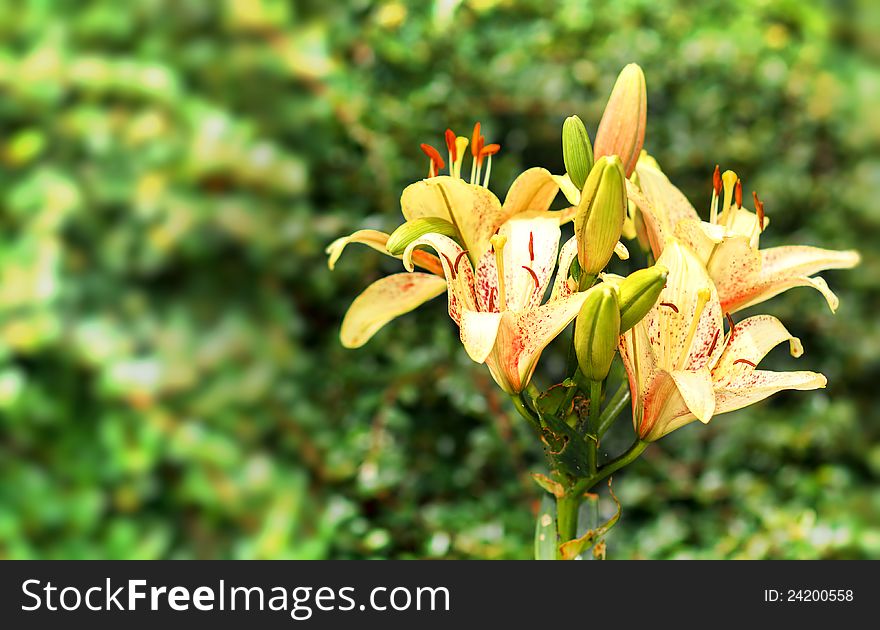 Yellow lily in bloom with shallow focus