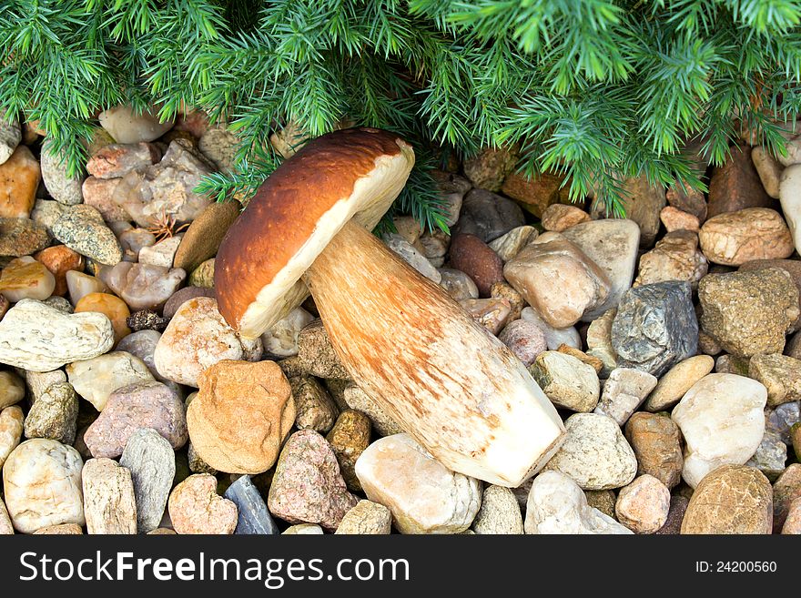 Detail of boletus mushroom founded in forest. Detail of boletus mushroom founded in forest