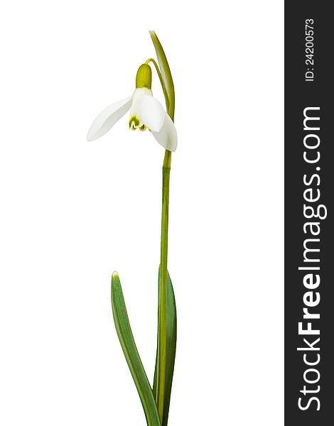 Snowdrop first messenger of spring on white background. Snowdrop first messenger of spring on white background