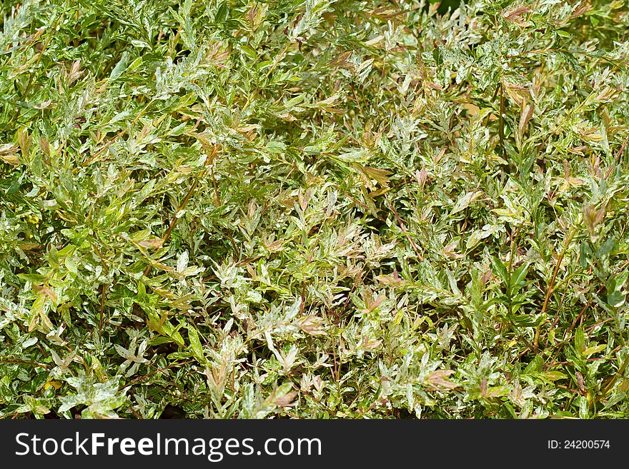 Green leaves texture