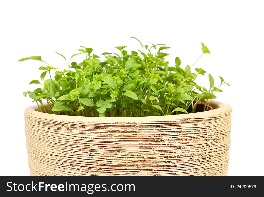 Spring vegetable in ceramic pot on a white background