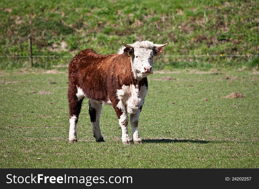 Hereford cow red on a farmland