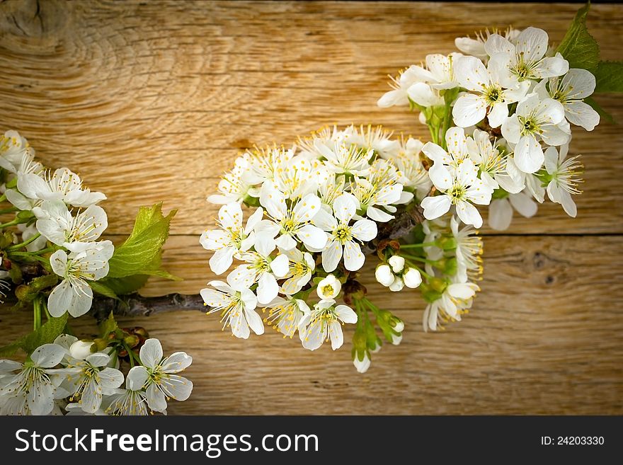 Blossomed cherry branch on wooden background. Blossomed cherry branch on wooden background