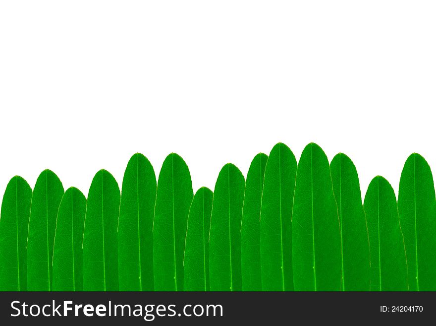 Green leaves wall on white background