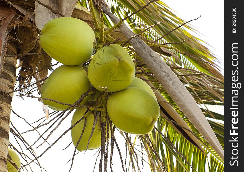 Clusters of green coconuts close-up hanging on palm tree