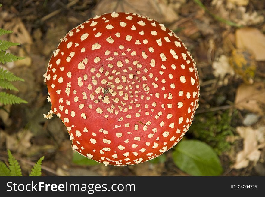 Red Hat Toadstool details , Amanita muscaria in a forest stand , red hat with white polka dots , violently poisonous mushroom , vegetation and vegetation in Central Europe. Red Hat Toadstool details , Amanita muscaria in a forest stand , red hat with white polka dots , violently poisonous mushroom , vegetation and vegetation in Central Europe