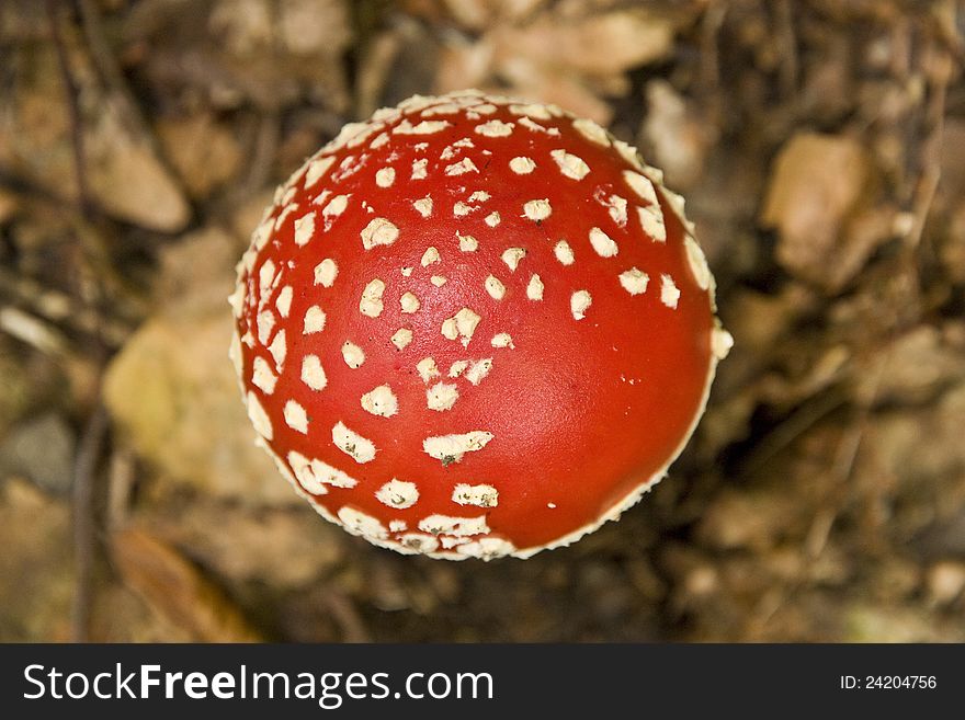 Red hat toadstool details, toadstool hat isolated from the background, red hat poisonous mushrooms, amanita muscaria on a brown background, white dots on a red hat toadstools
