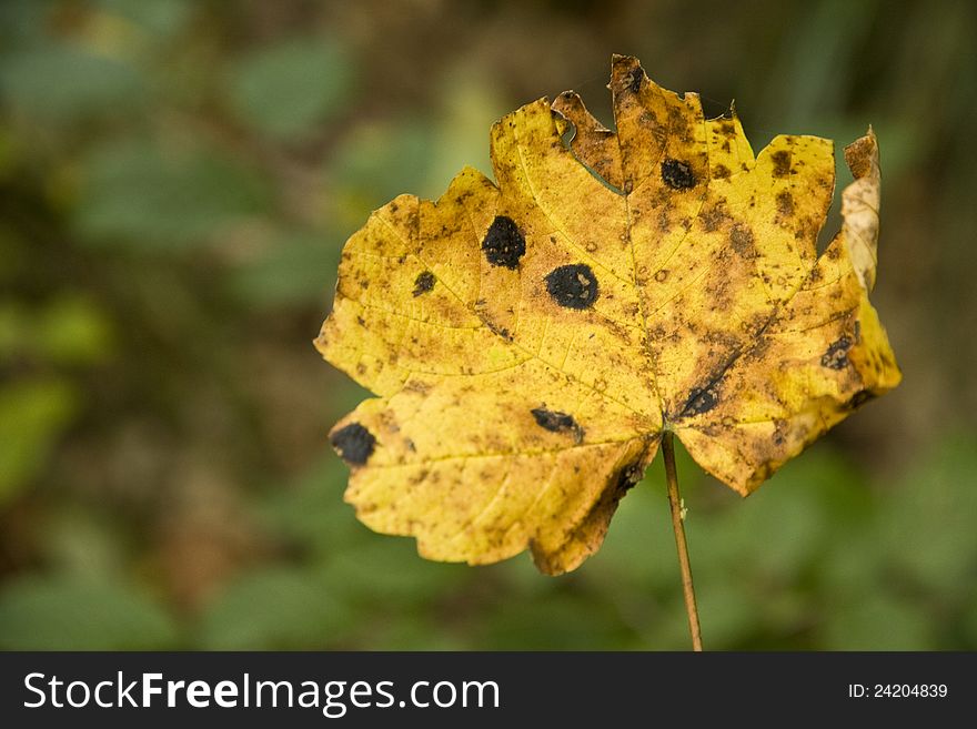 Yellow maple leaf disease on a blurred background