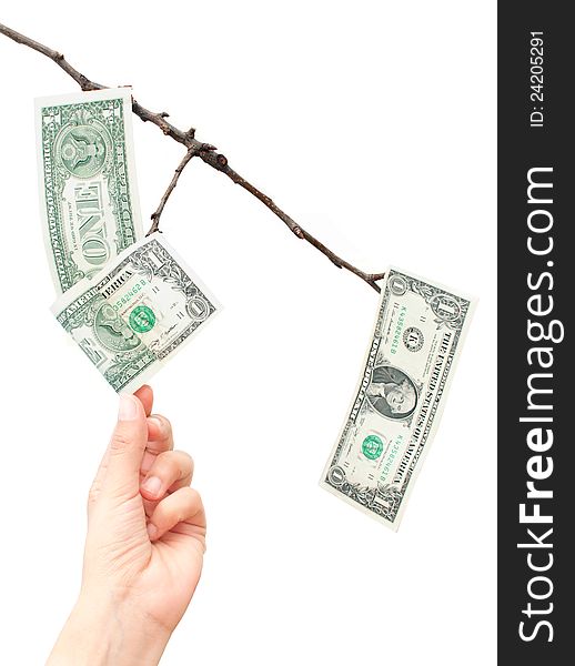 Hand pulling dollar notes off a tree branch. Hand pulling dollar notes off a tree branch