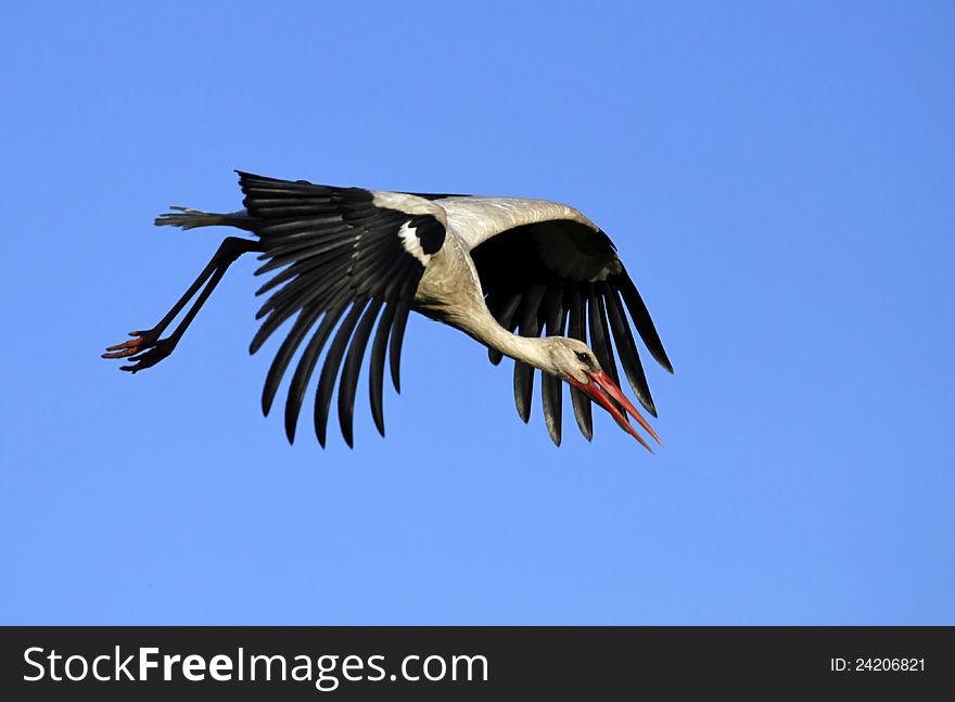 White Stork in flight on the blue sky
